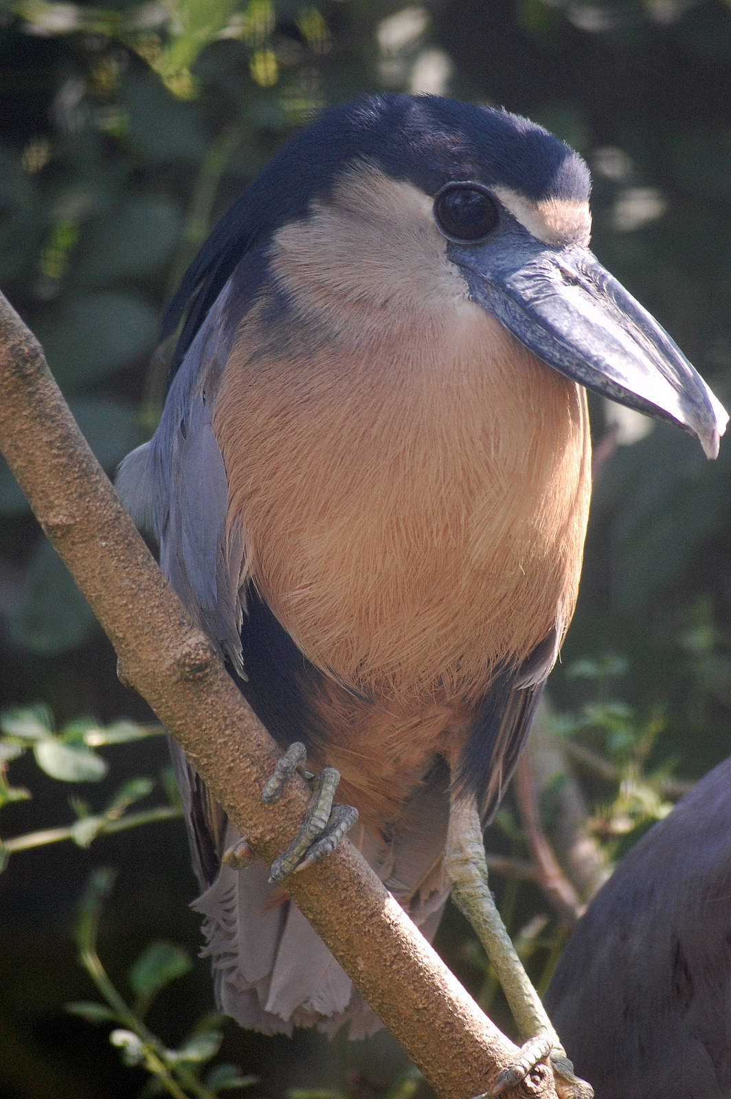 Boat-Billed Heron