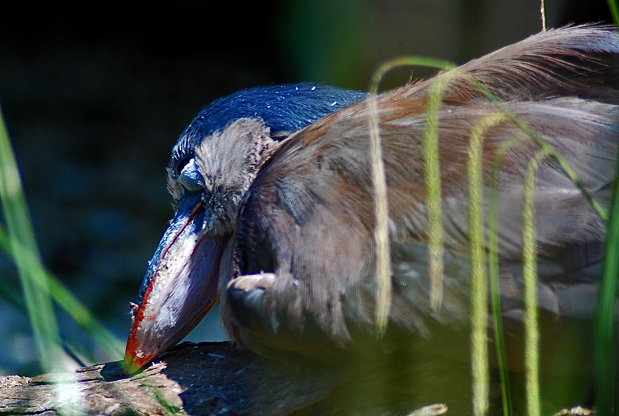 Boat Billed Heron