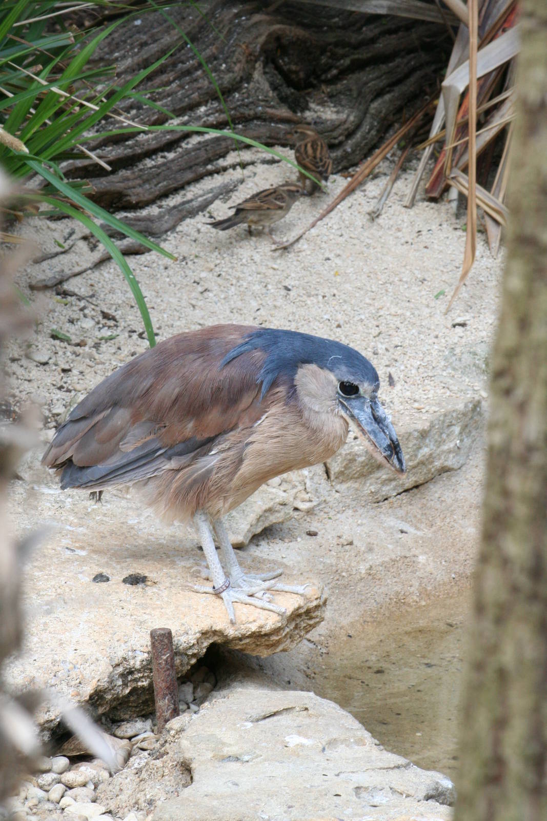 Boat billed heron?
