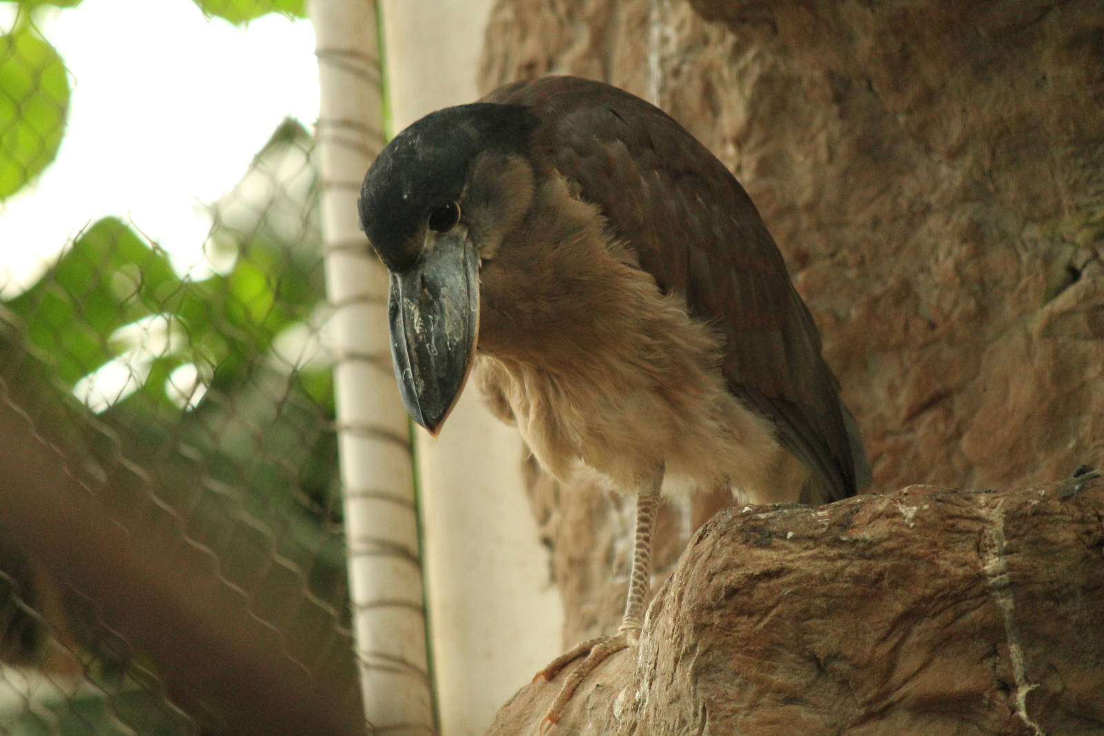 Boat-billed Heron