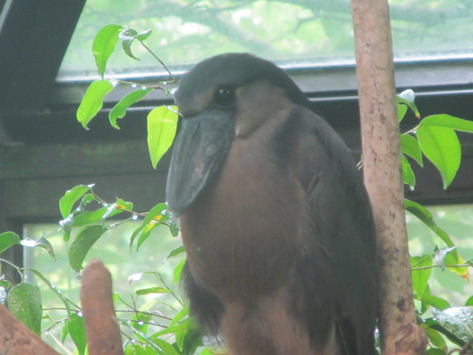 Boat-billed Heron