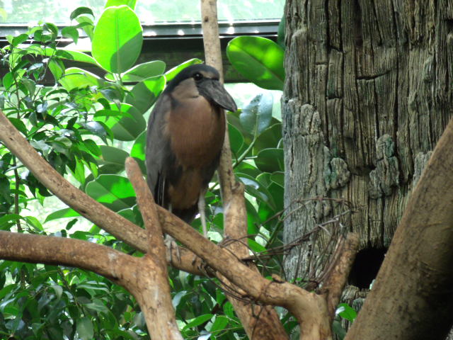 Boat-Billed Heron