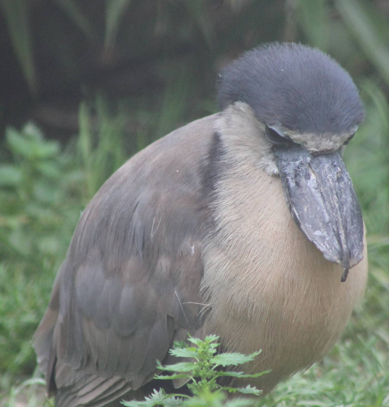 Boat-billed heron