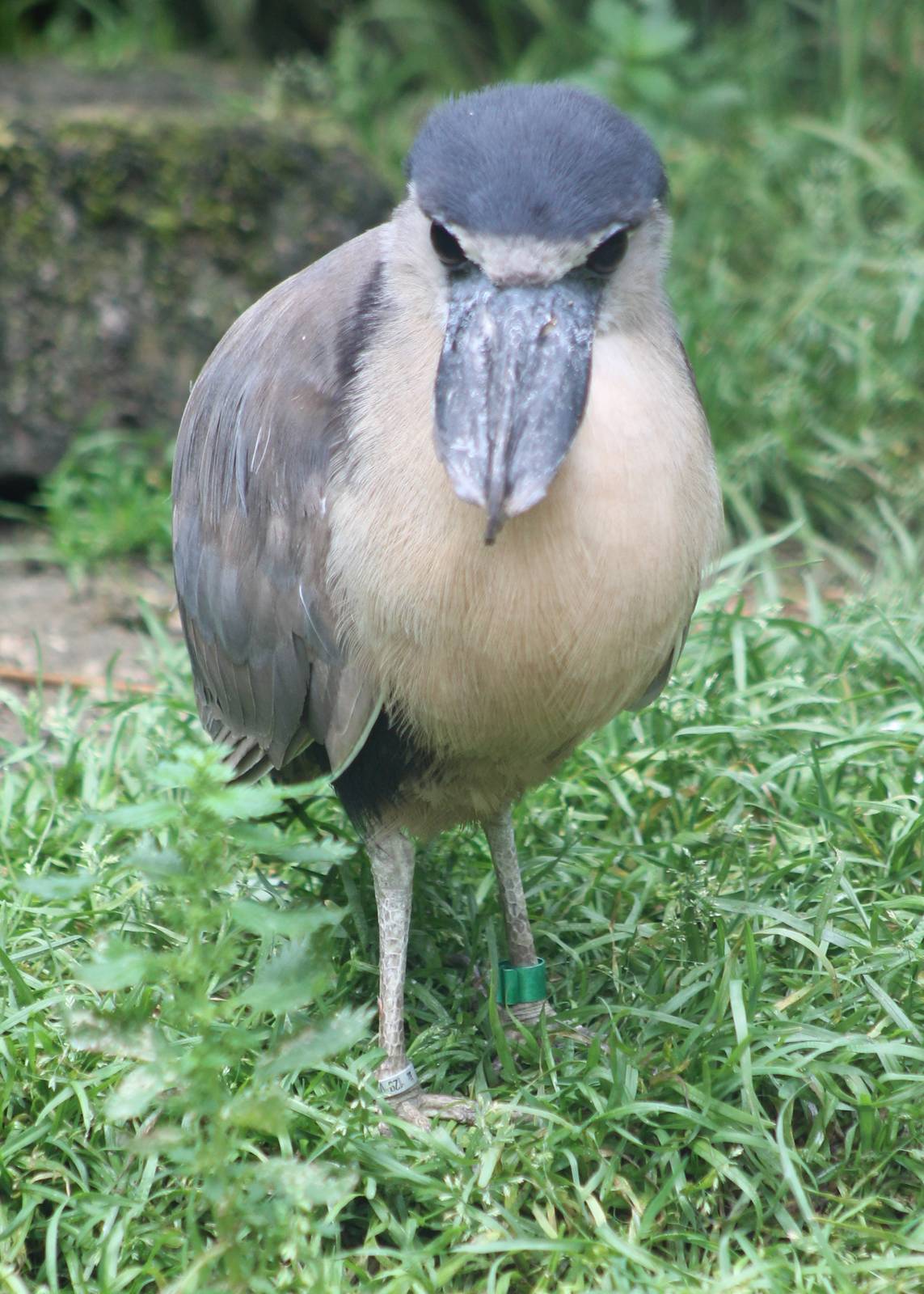 Boat-billed heron