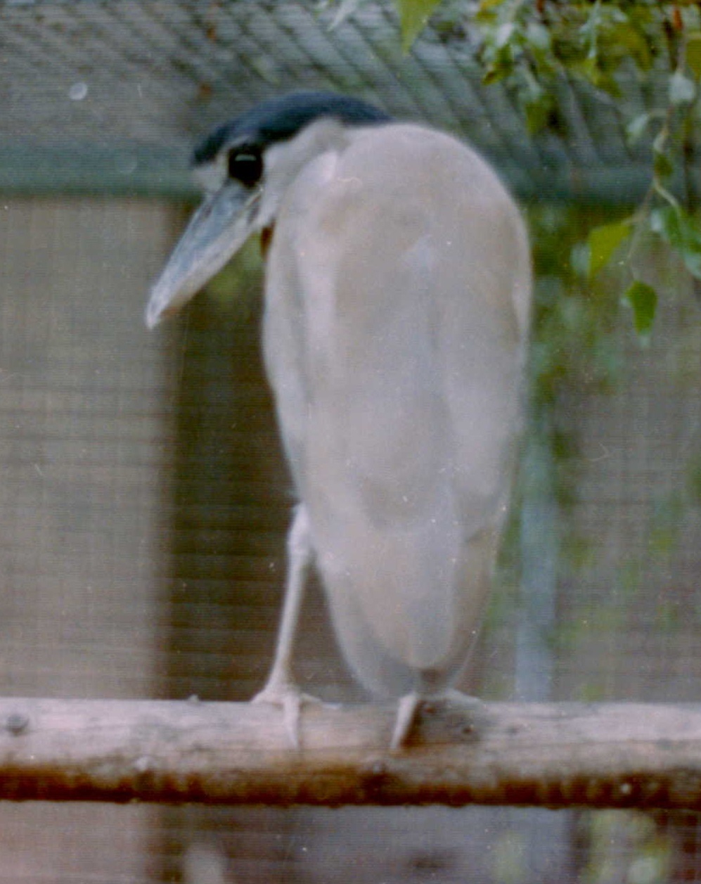 Boat-billed heron
