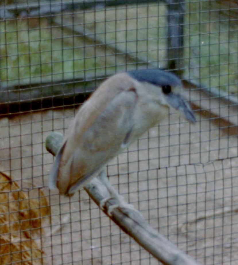 Boat-billed heron