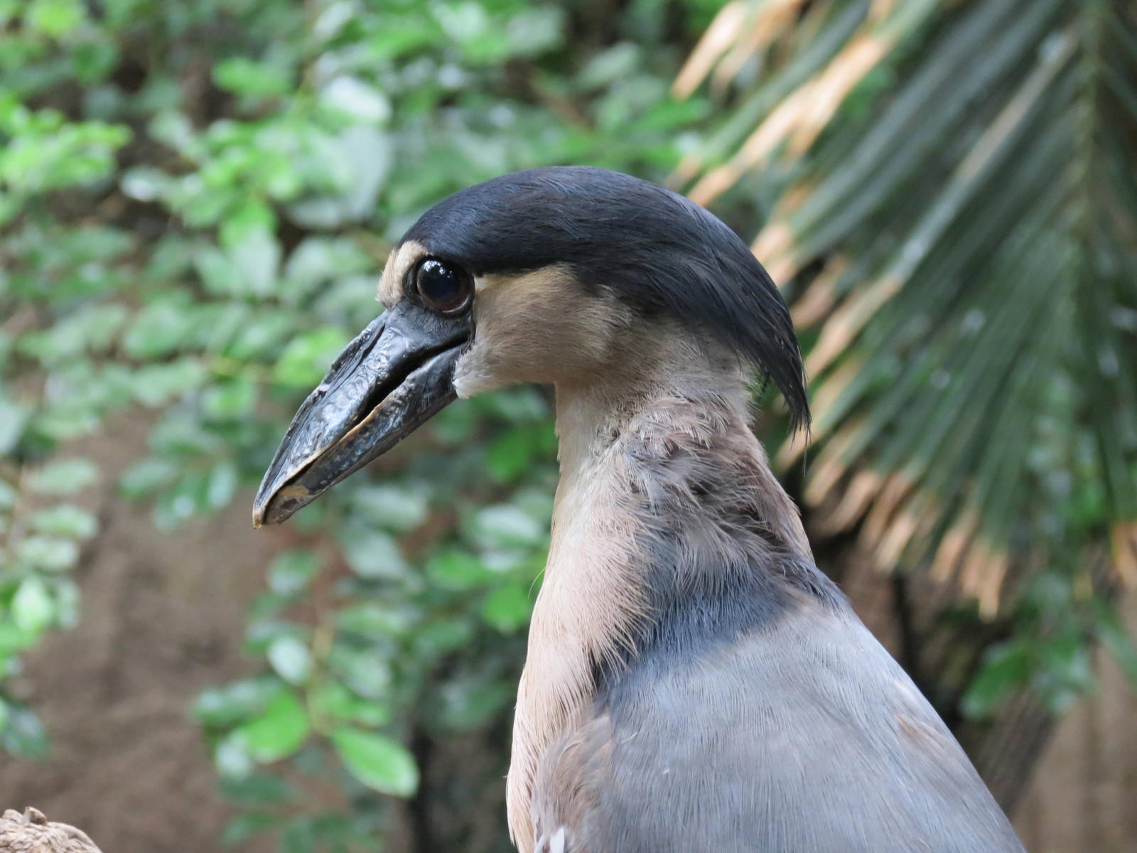 Boat-billed Heron