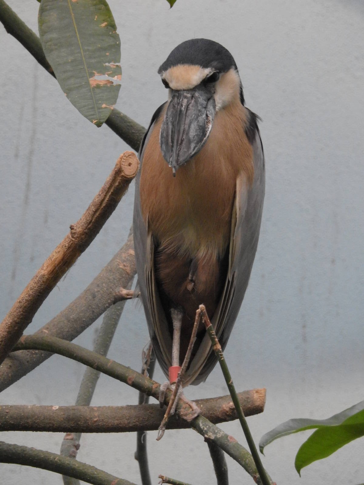 Boat Billed Heron