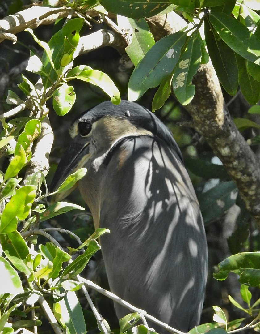 Boat Billed Heron