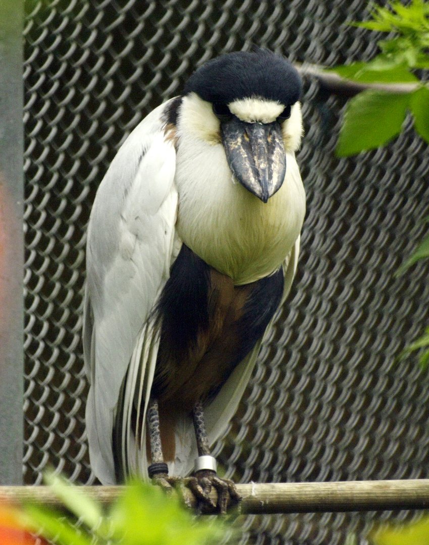 Boat-billed heron