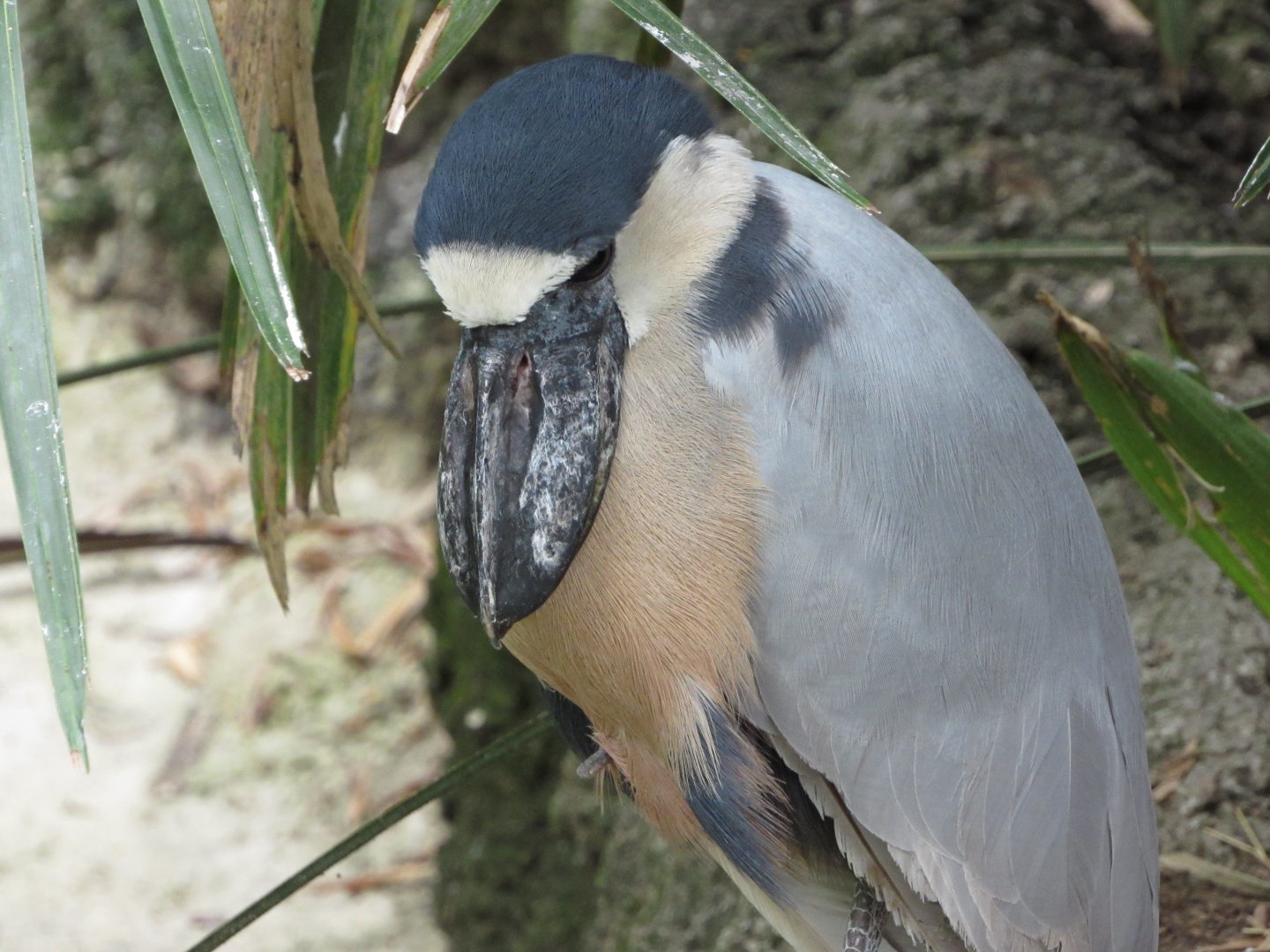 Boat Billed Heron