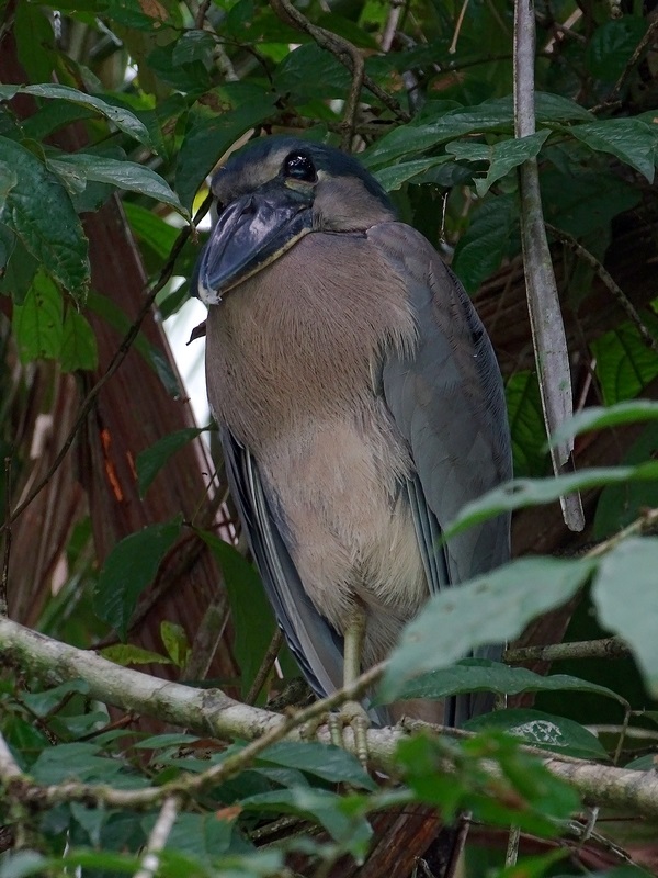 Boat-billed heron