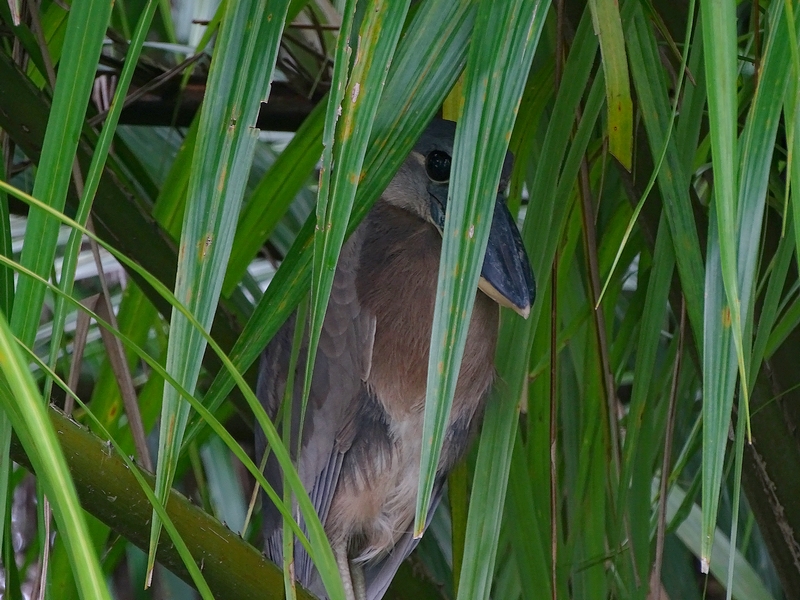 Boat-billed heron.