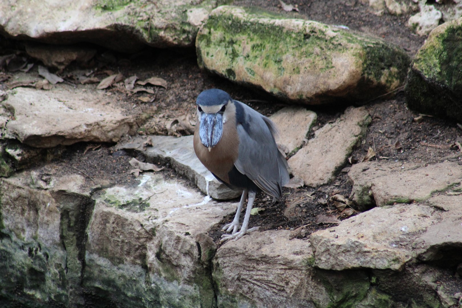 Boat-Billed Heron