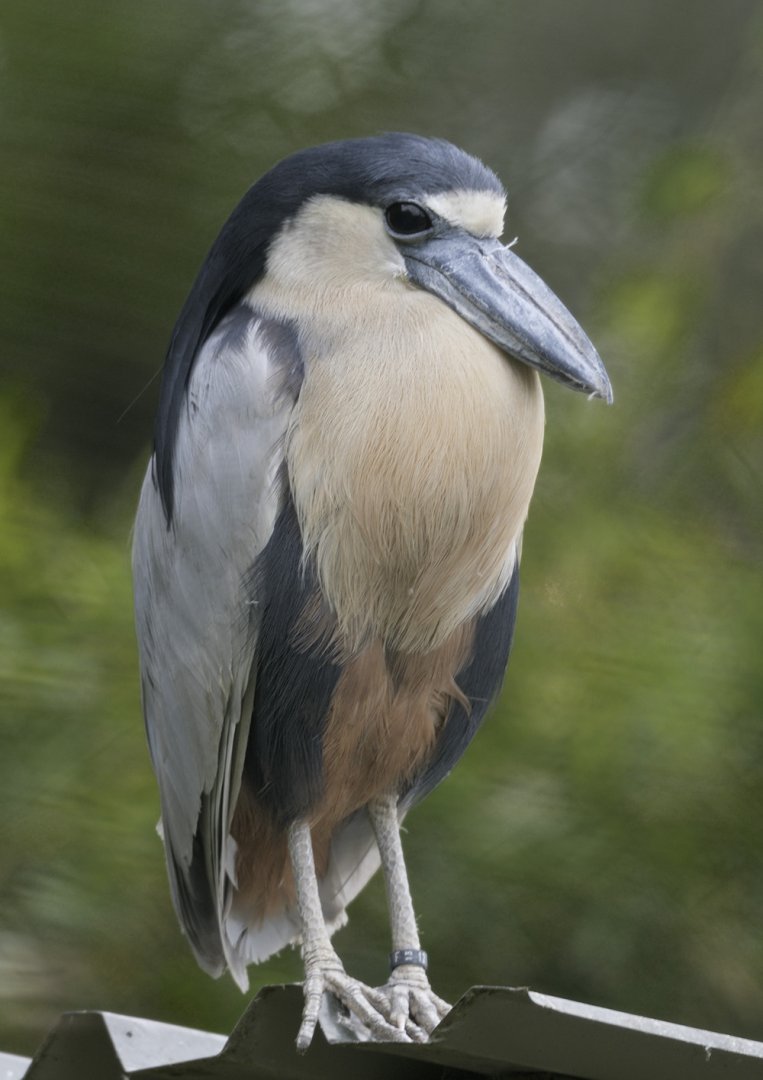 Boat-billed heron
