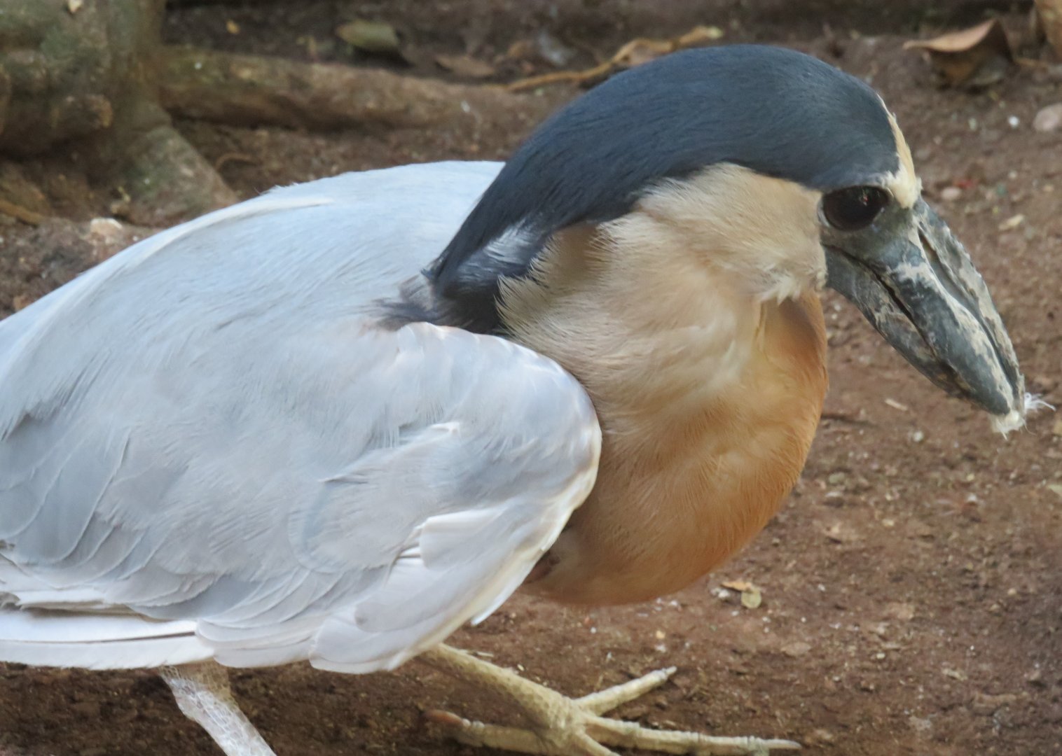 Boat-billed heron