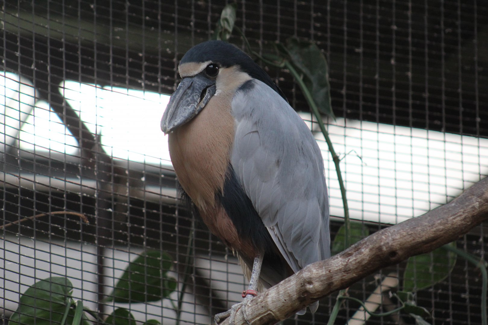 Boat-Billed Heron