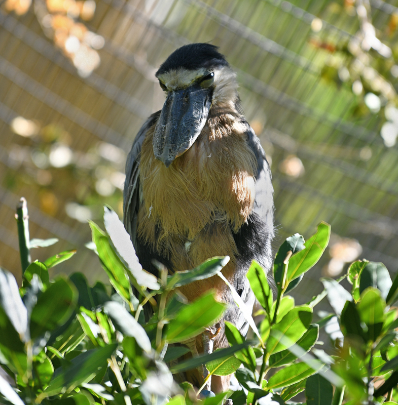 boat billed heron