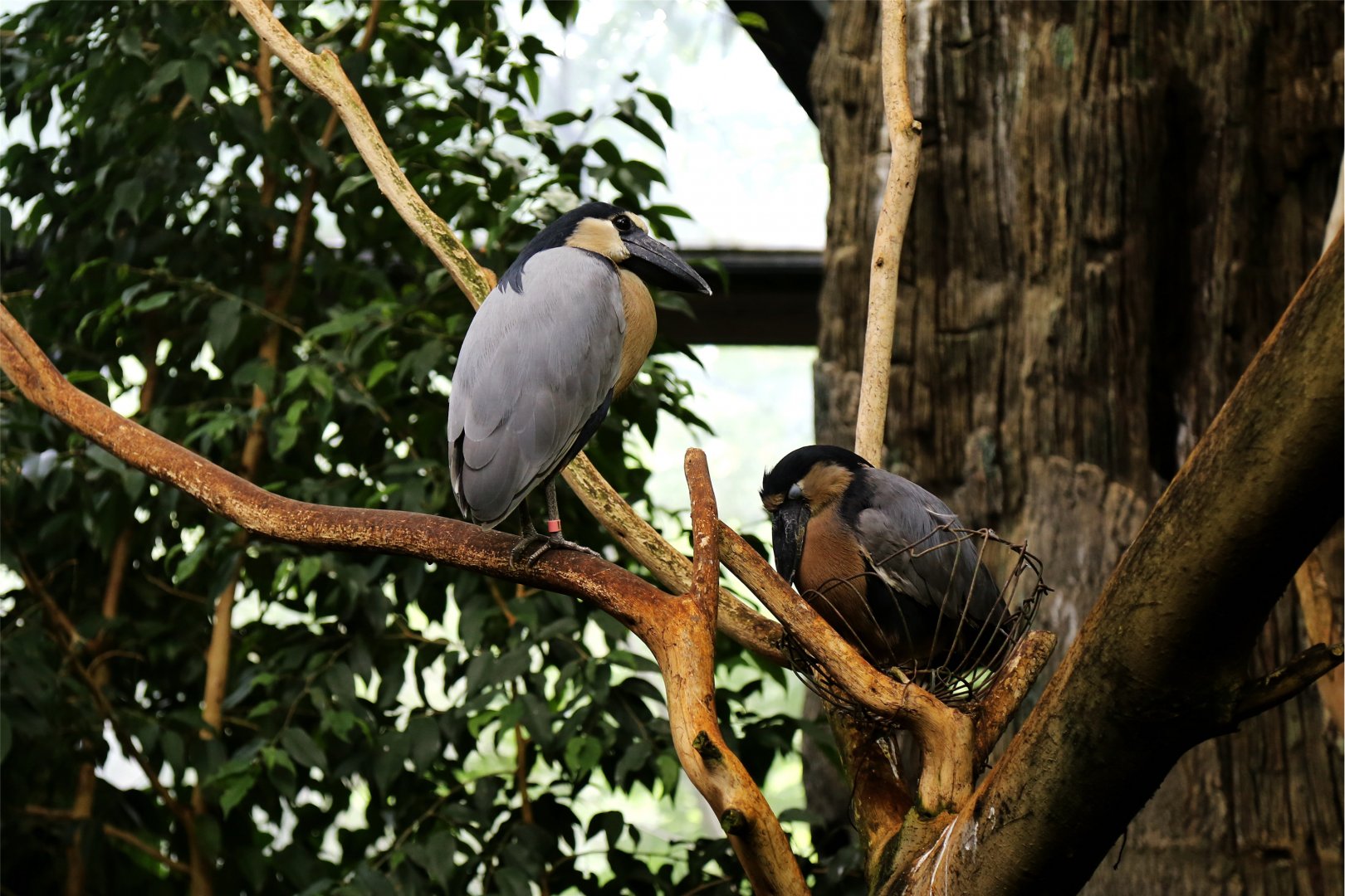 Boat-billed Heron