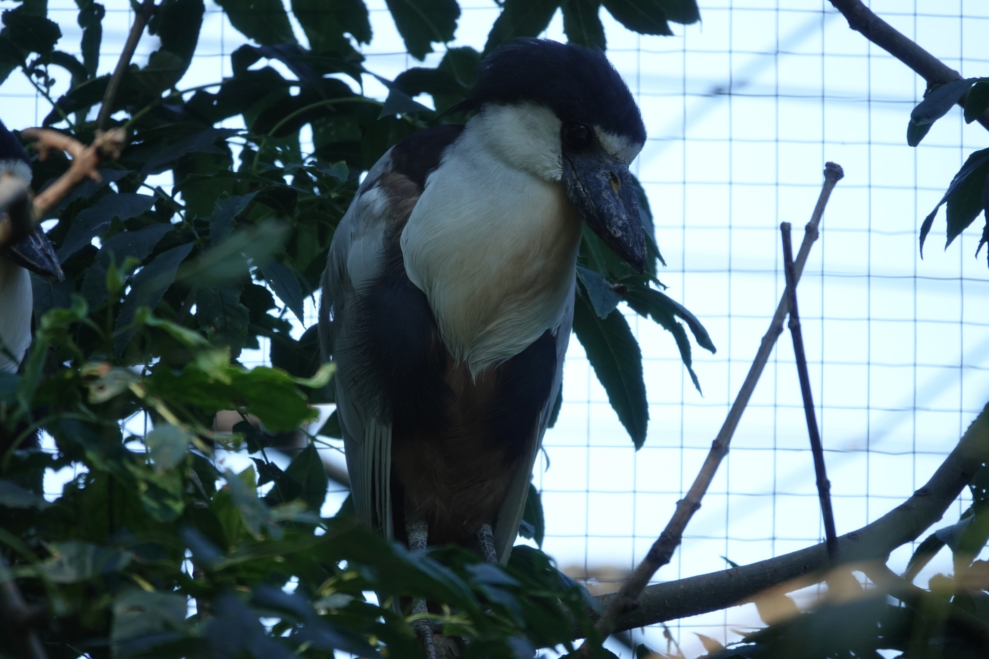 Boat-billed heron