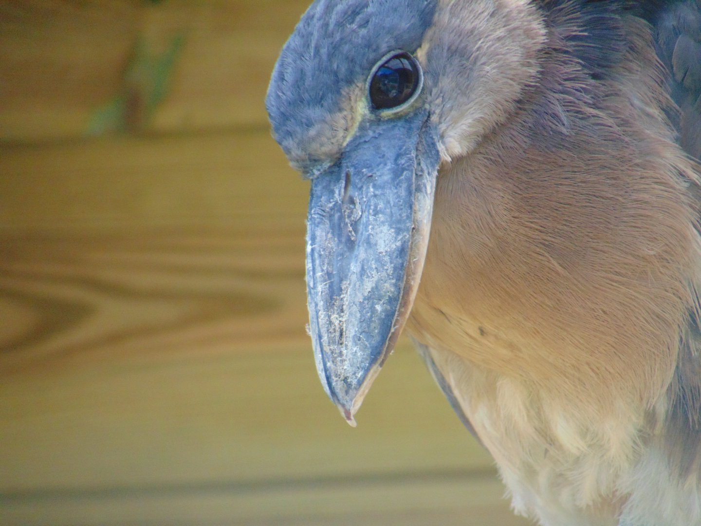 Boat-billed Heron