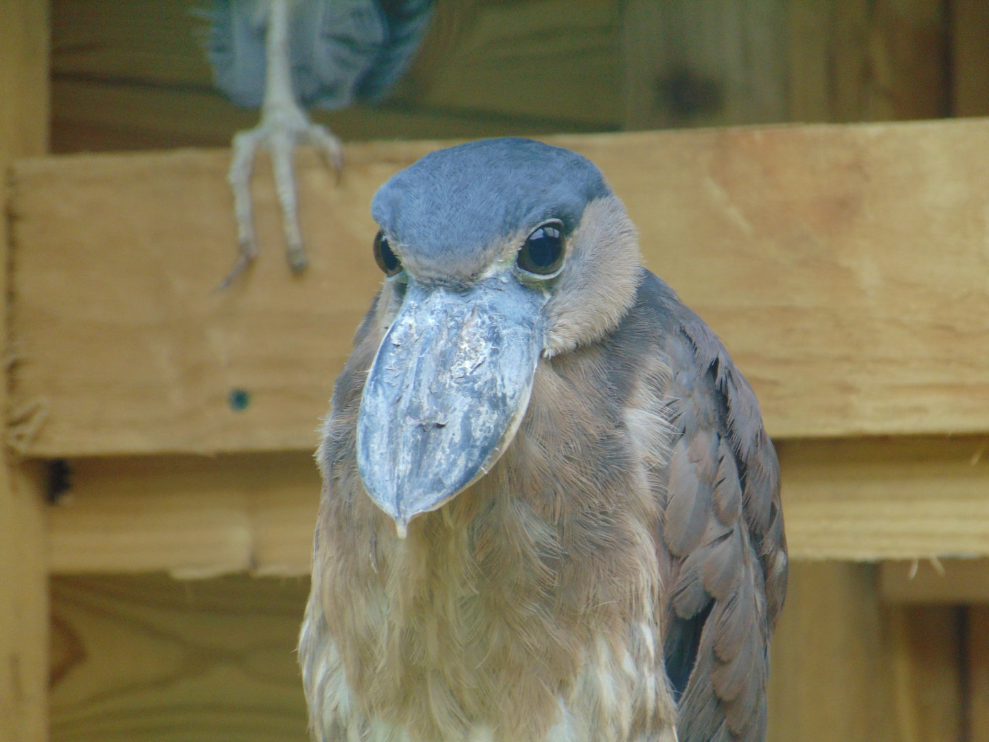 Boat-billed Heron