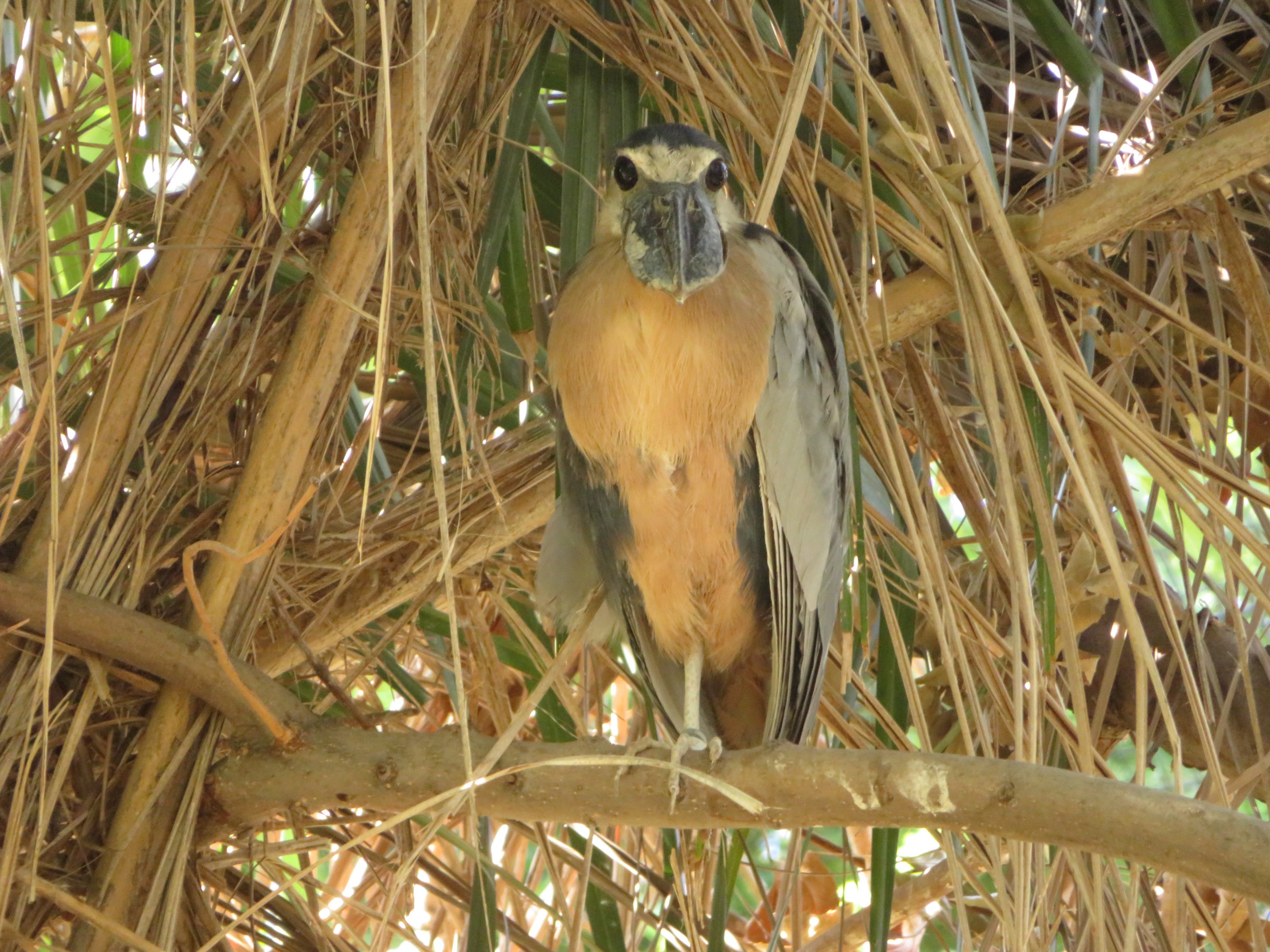 Boat-billed Heron