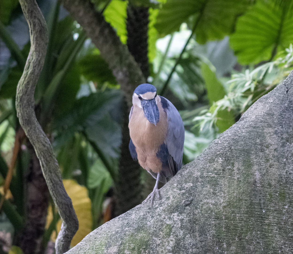 Boat-billed Heron