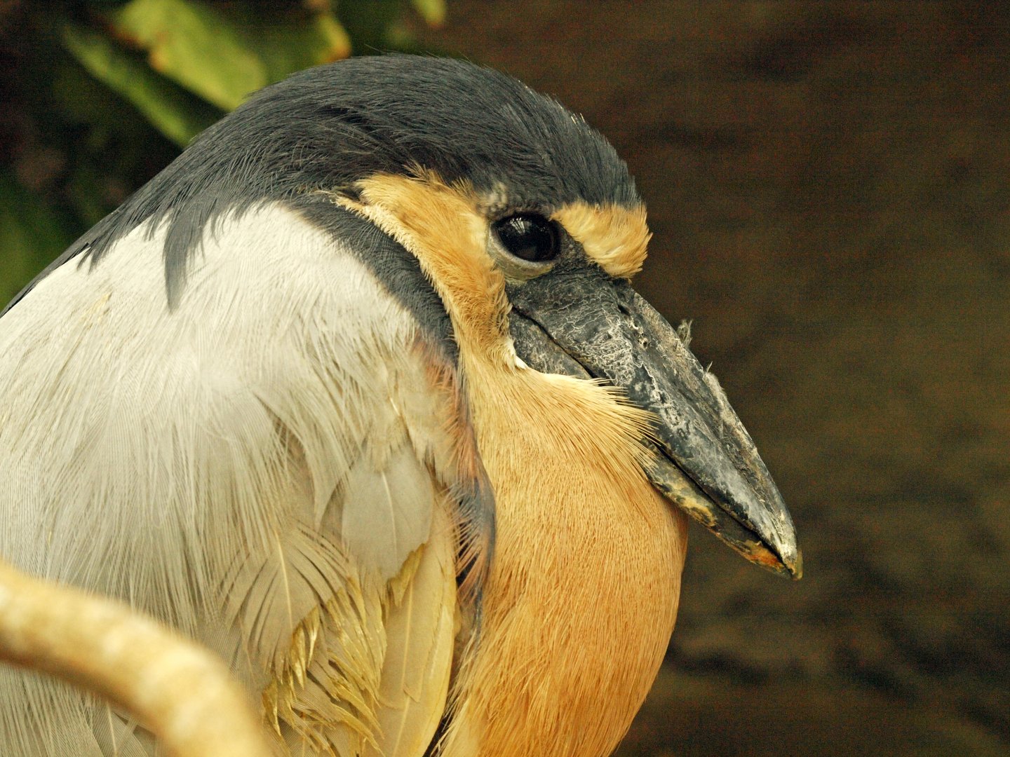 Boat-billed heron
