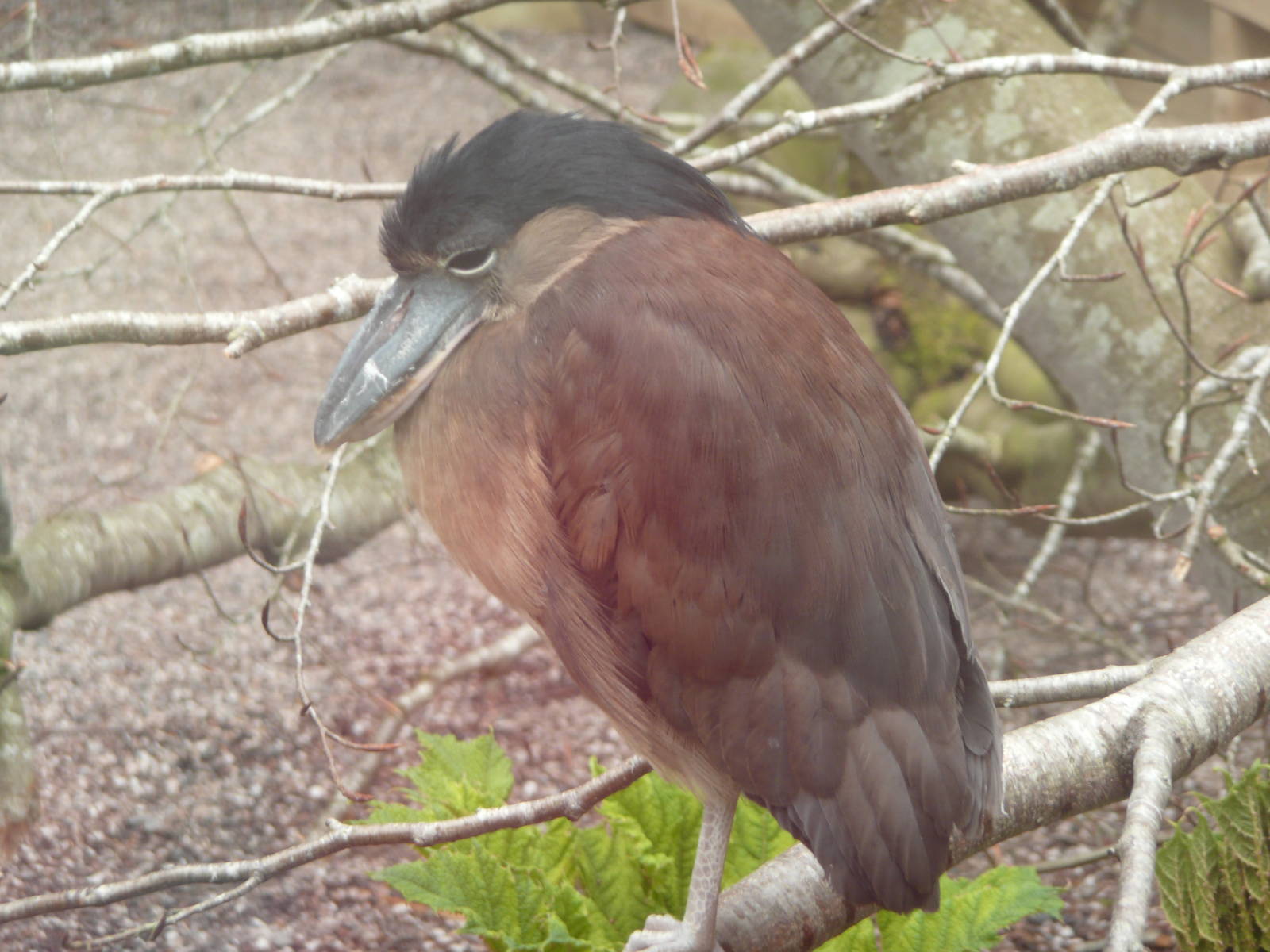 Boat-billed Heron