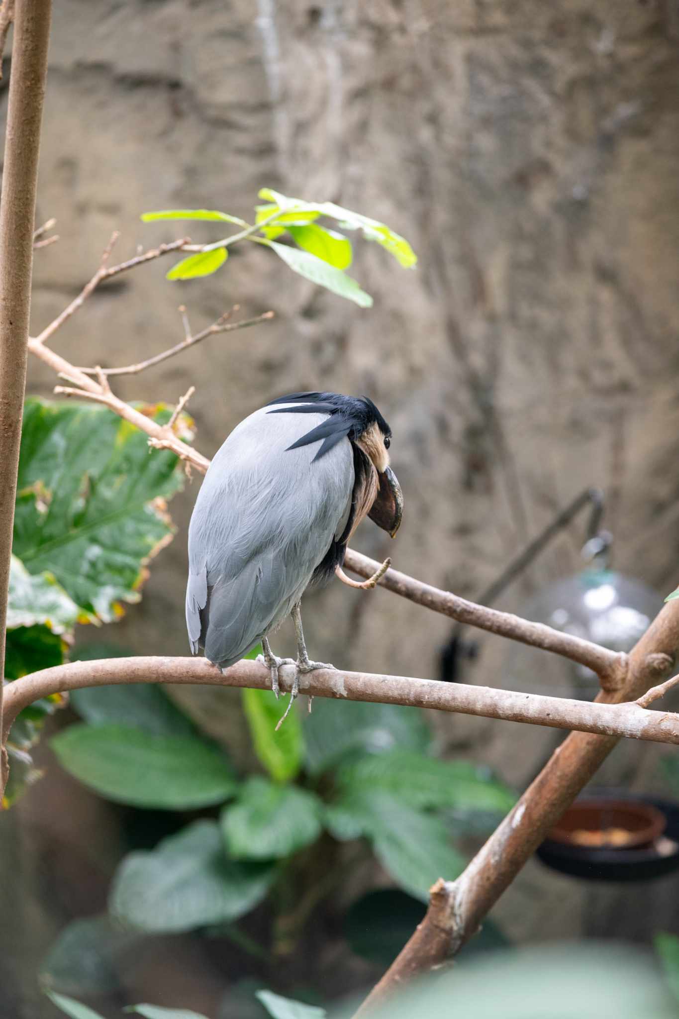 Boat Billed Heron