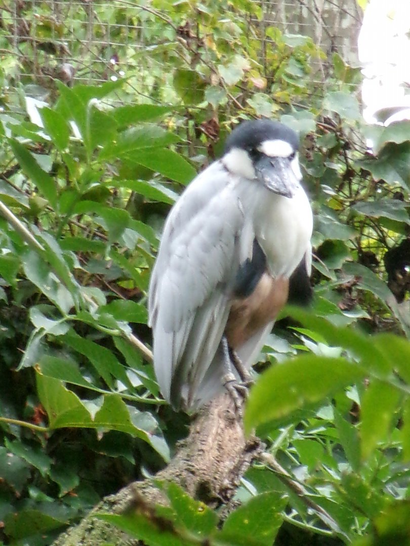 Boat-billed heron