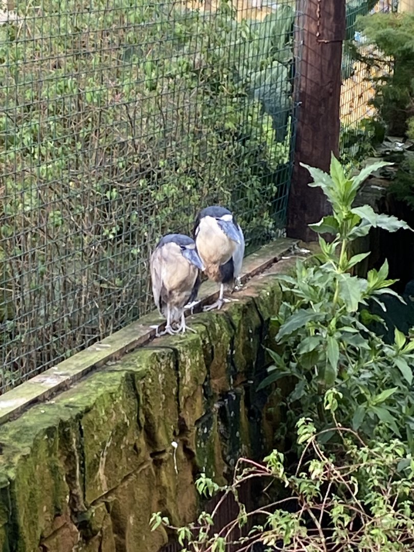Boat-billed herons 141023