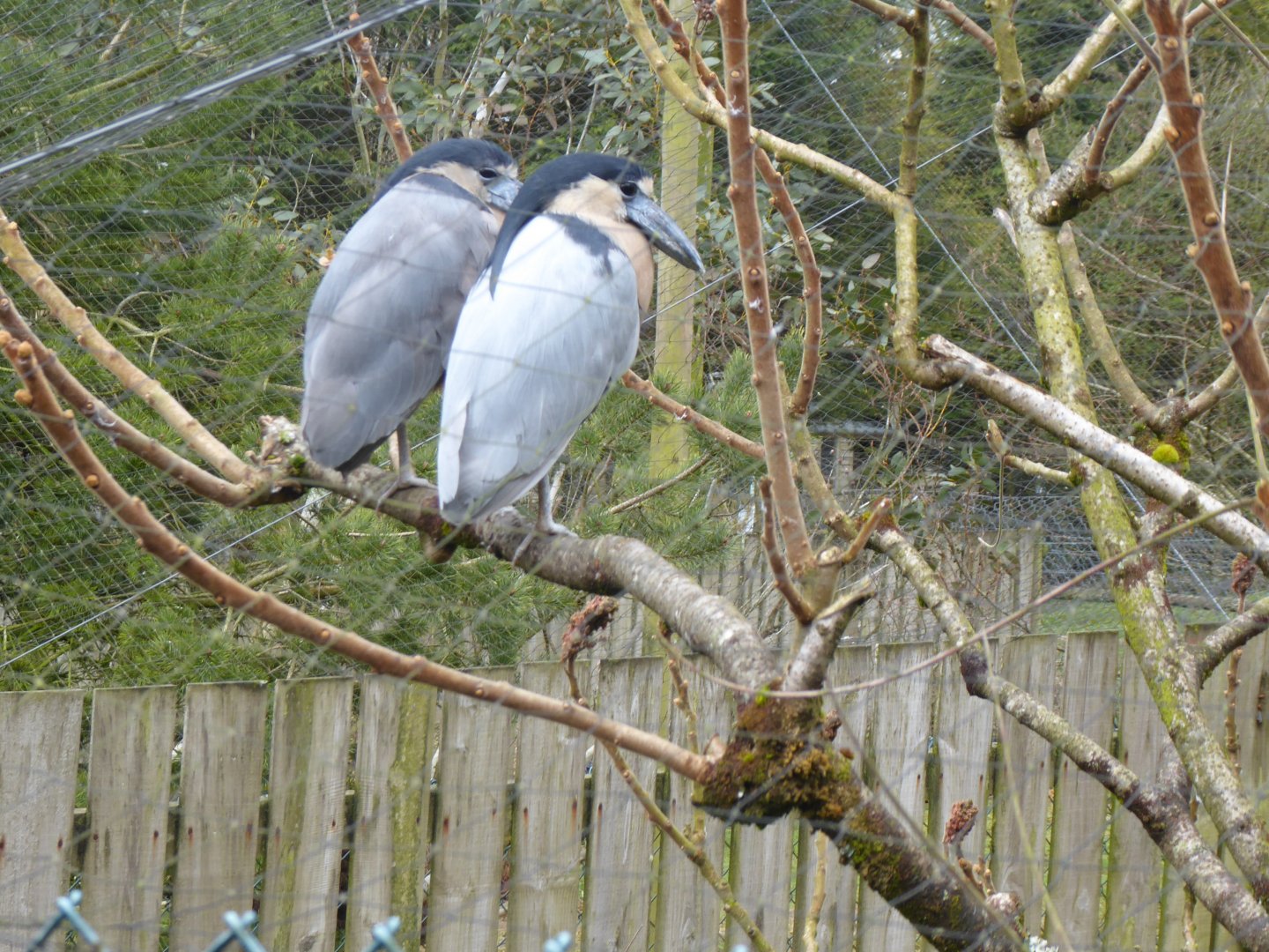 Boat-billed herons 150418