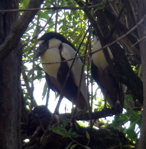 Boat-billed Herons (Cochlearius cochlearius)
