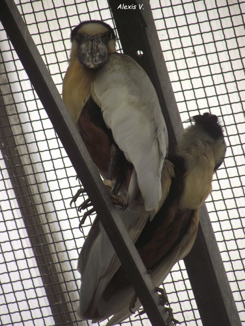 Boat-billed Herons - Zooparc de Beauval - 12/04/2025
