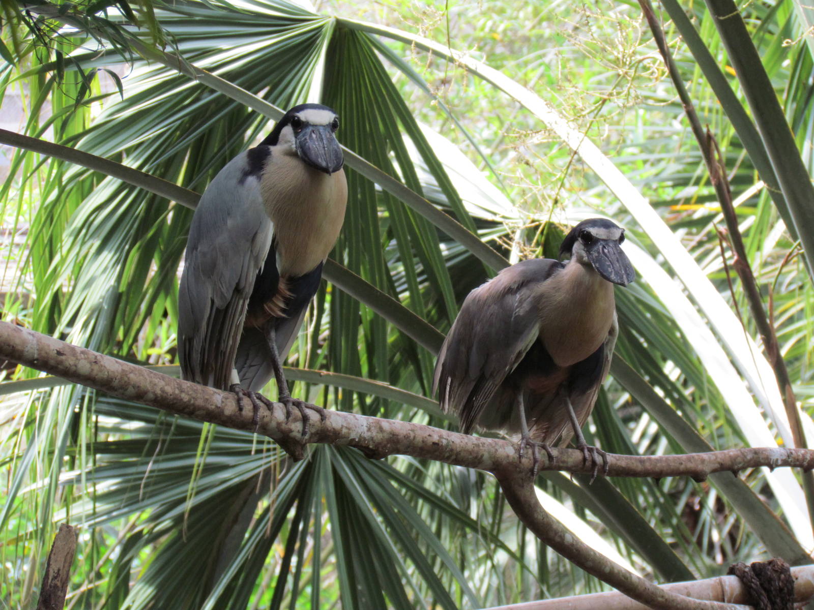 Boat Billed Herons