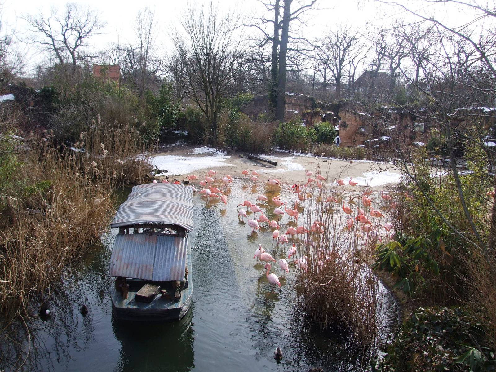Boat Ride Flamingo Viewing at Hannover, 23/03/13