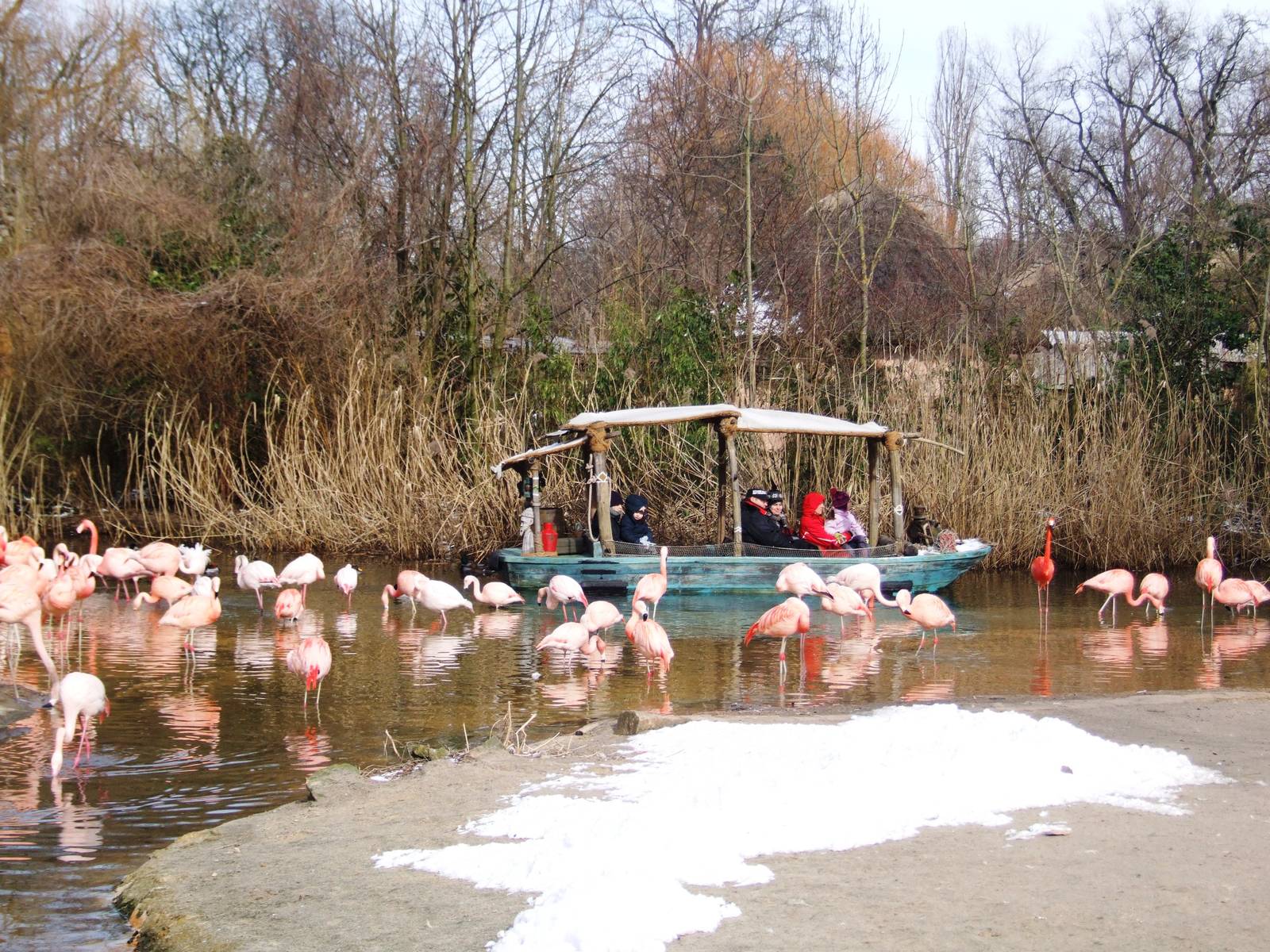 Boat Ride Flamingo Viewing at Hannover, 23/03/13