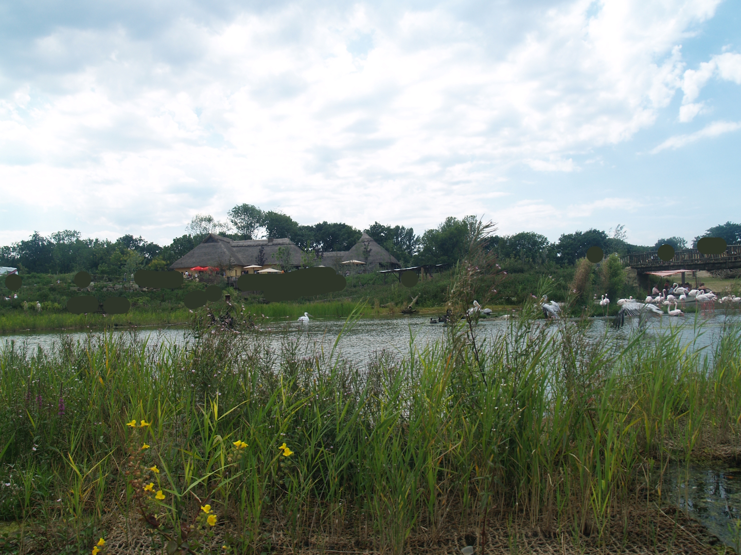 Boat safari - Area with pelicans, flamingos and cormorants (Now gone), 2007-07-15