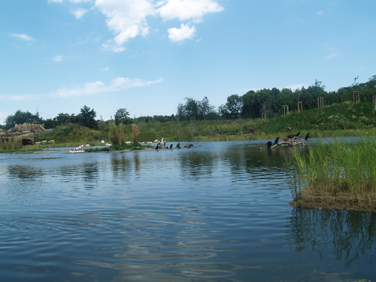 Boat safari - Area with pelicans, flamingos and cormorants (Now gone), 2007-07-15
