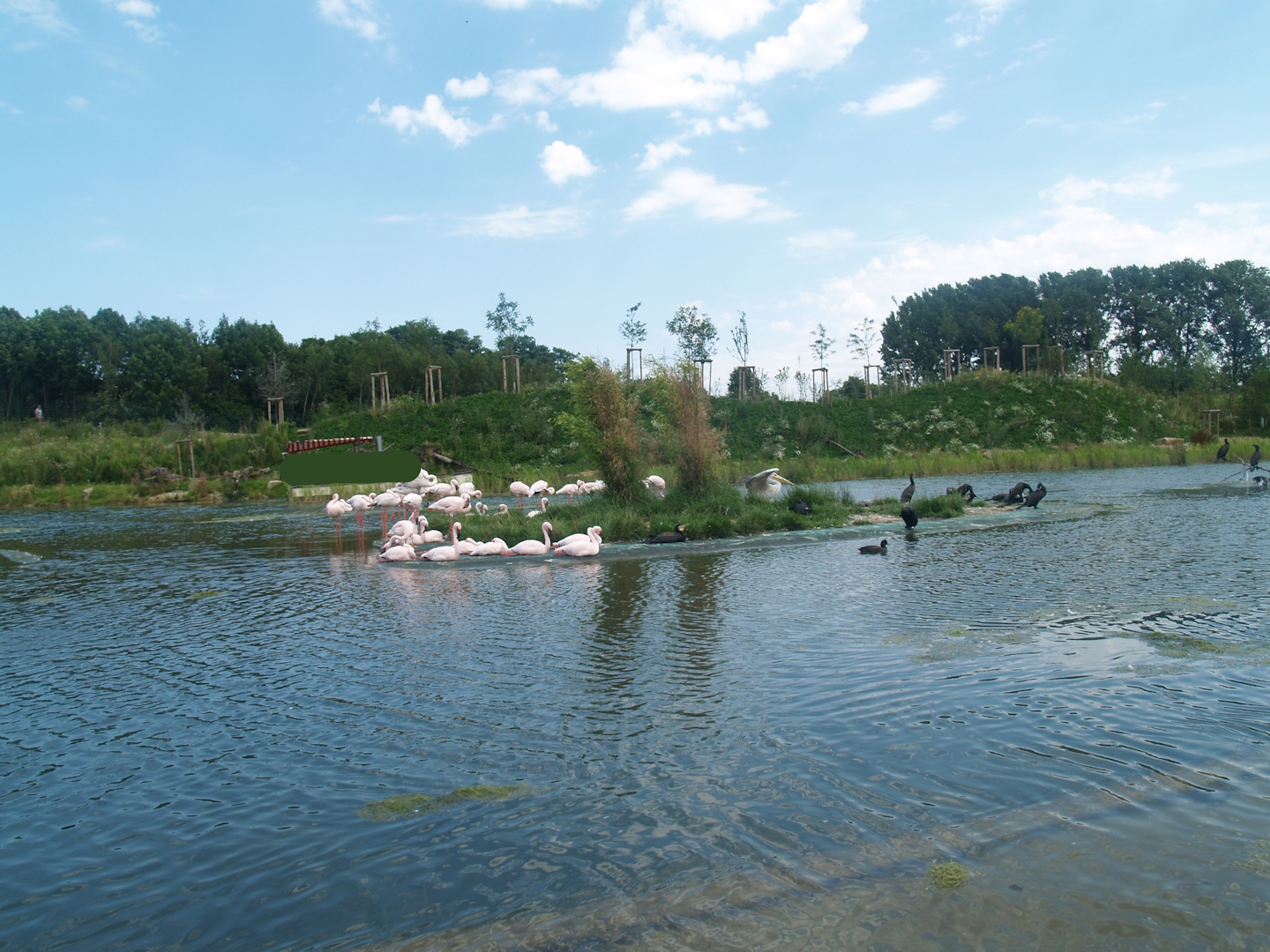 Boat safari - Area with pelicans, flamingos and cormorants (Now gone), 2007-07-15