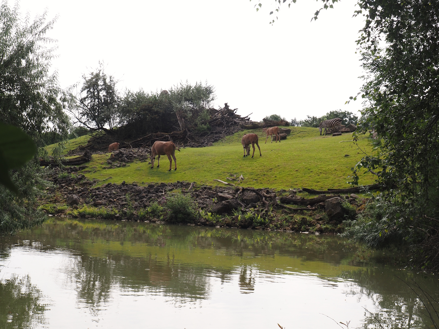 Boat Safari - Grass savanna exhibit, 2024-08-05