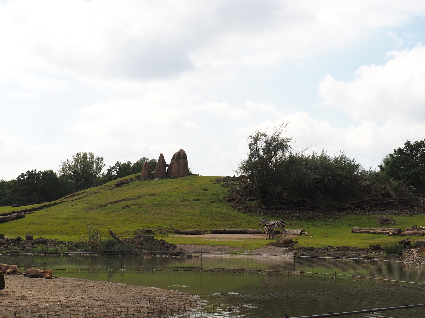 Boat Safari - Grass savanna exhibit, 2024-08-05
