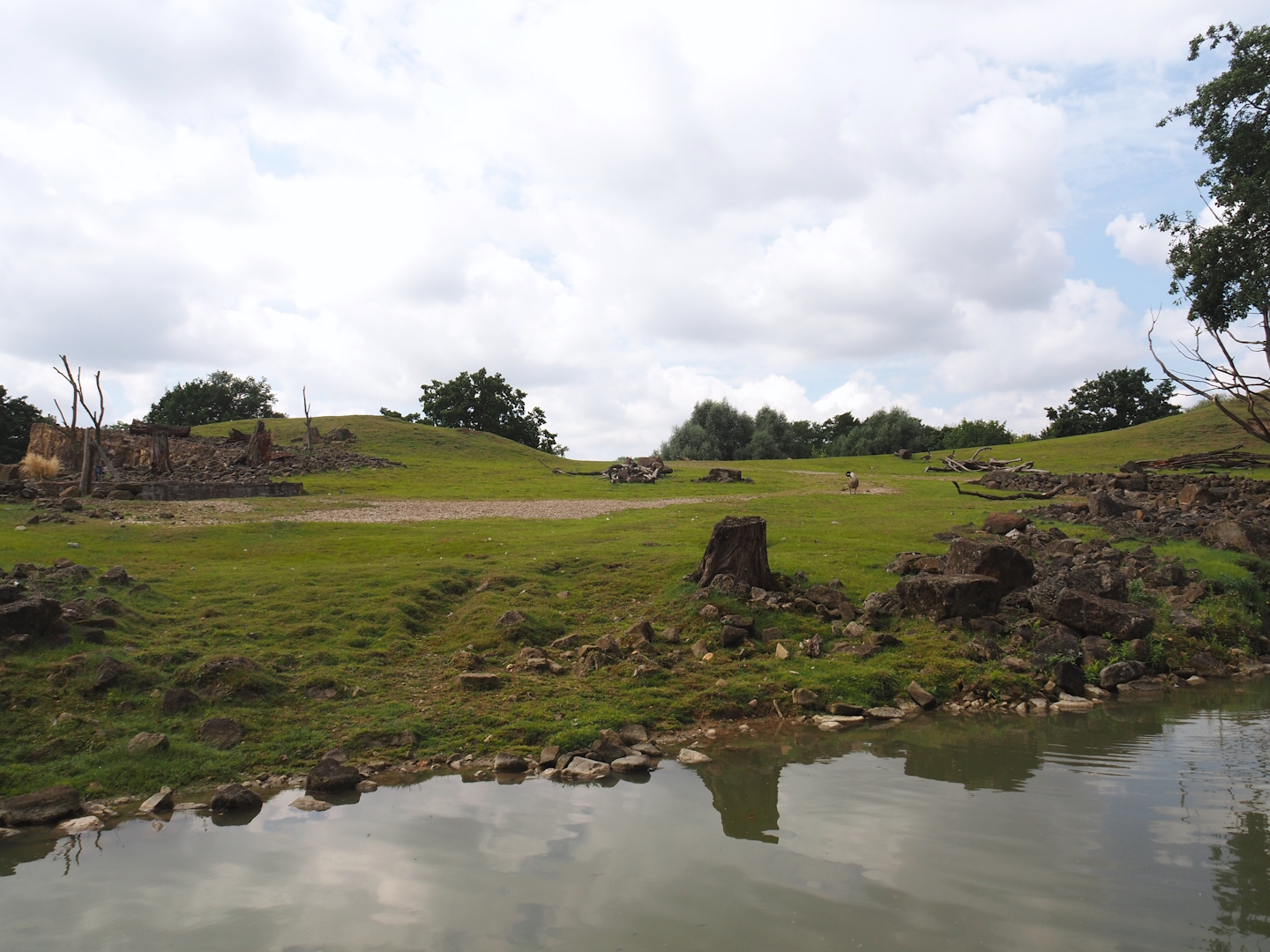 Boat Safari - Grass savanna exhibit, 2024-08-05