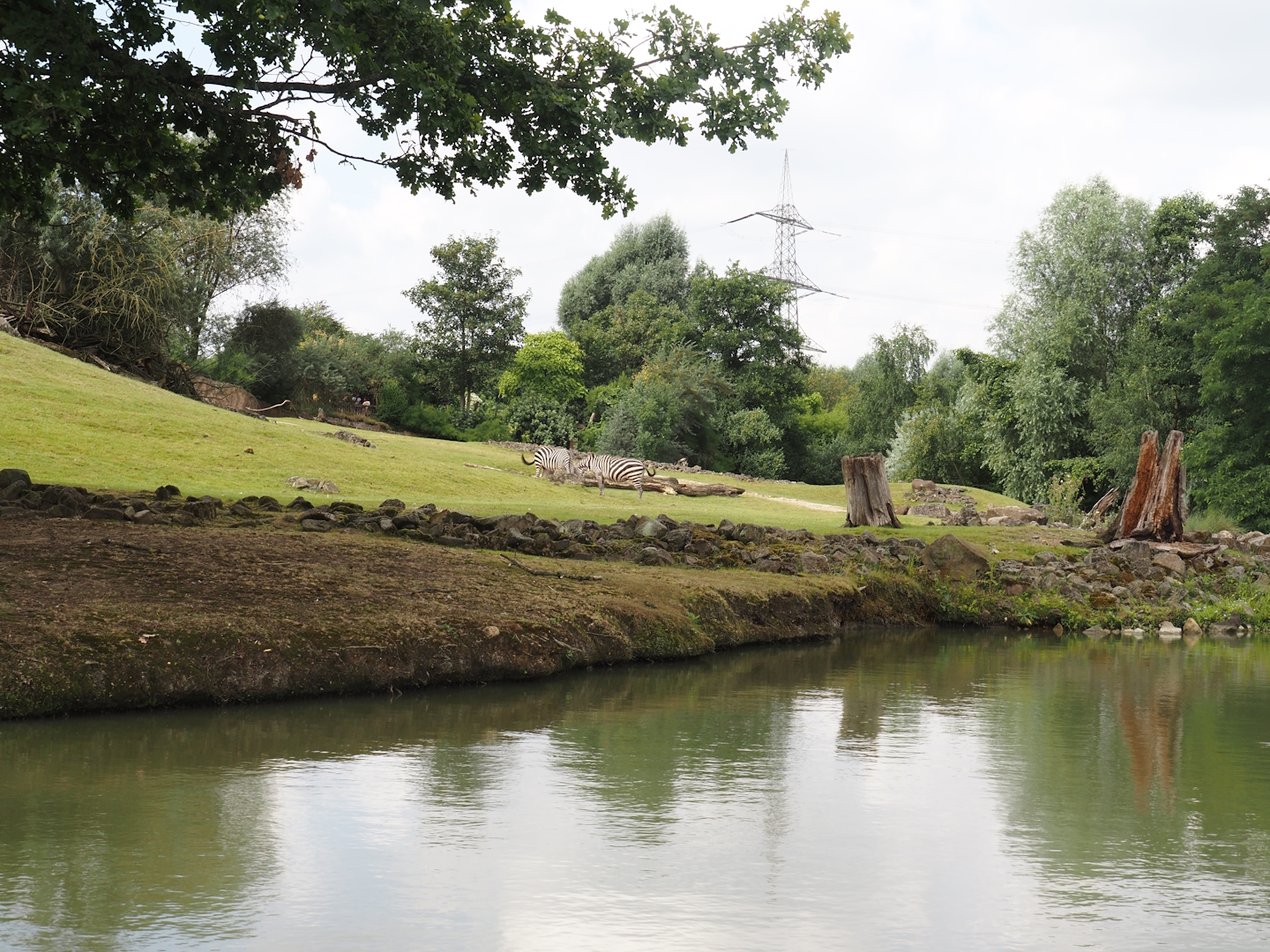 Boat Safari - Grass savanna exhibit, 2024-08-05