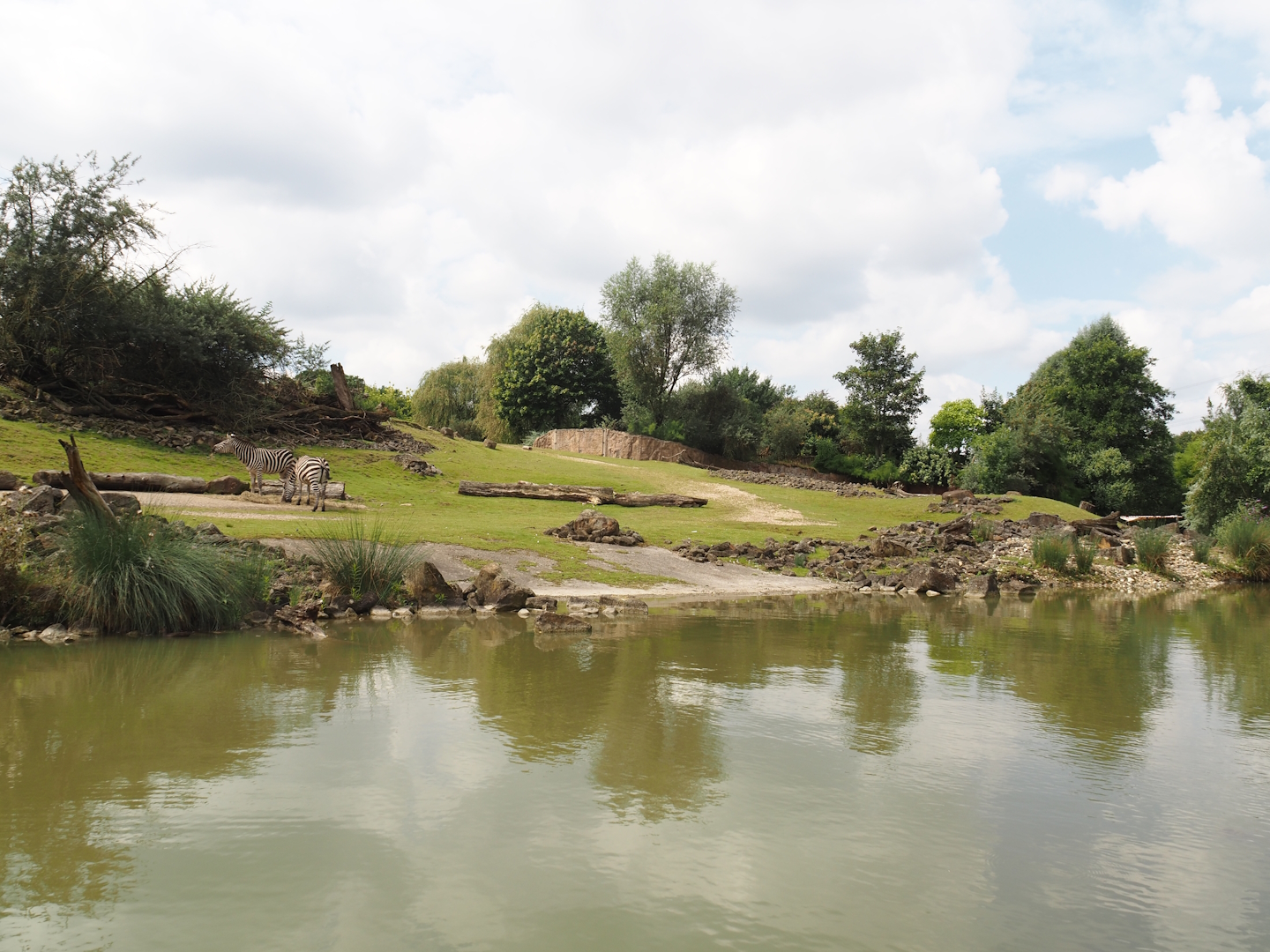 Boat Safari - Grass savanna exhibit, 2024-08-05