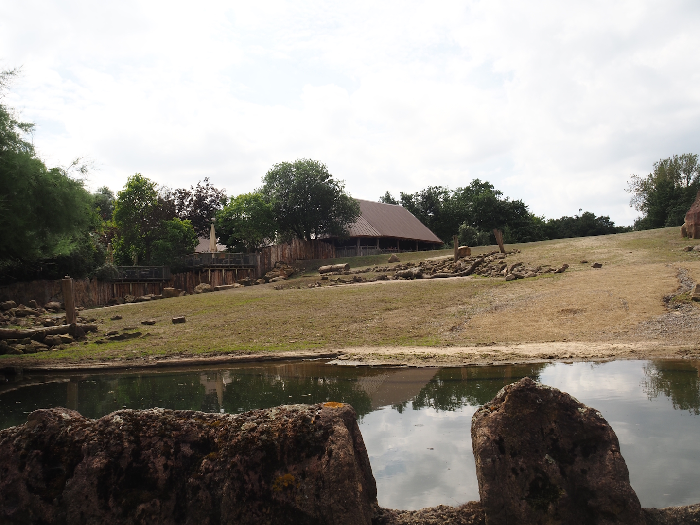 Boat Safari - Grass savanna exhibit - Southern white rhinoceros exhibit, 2024-08-05