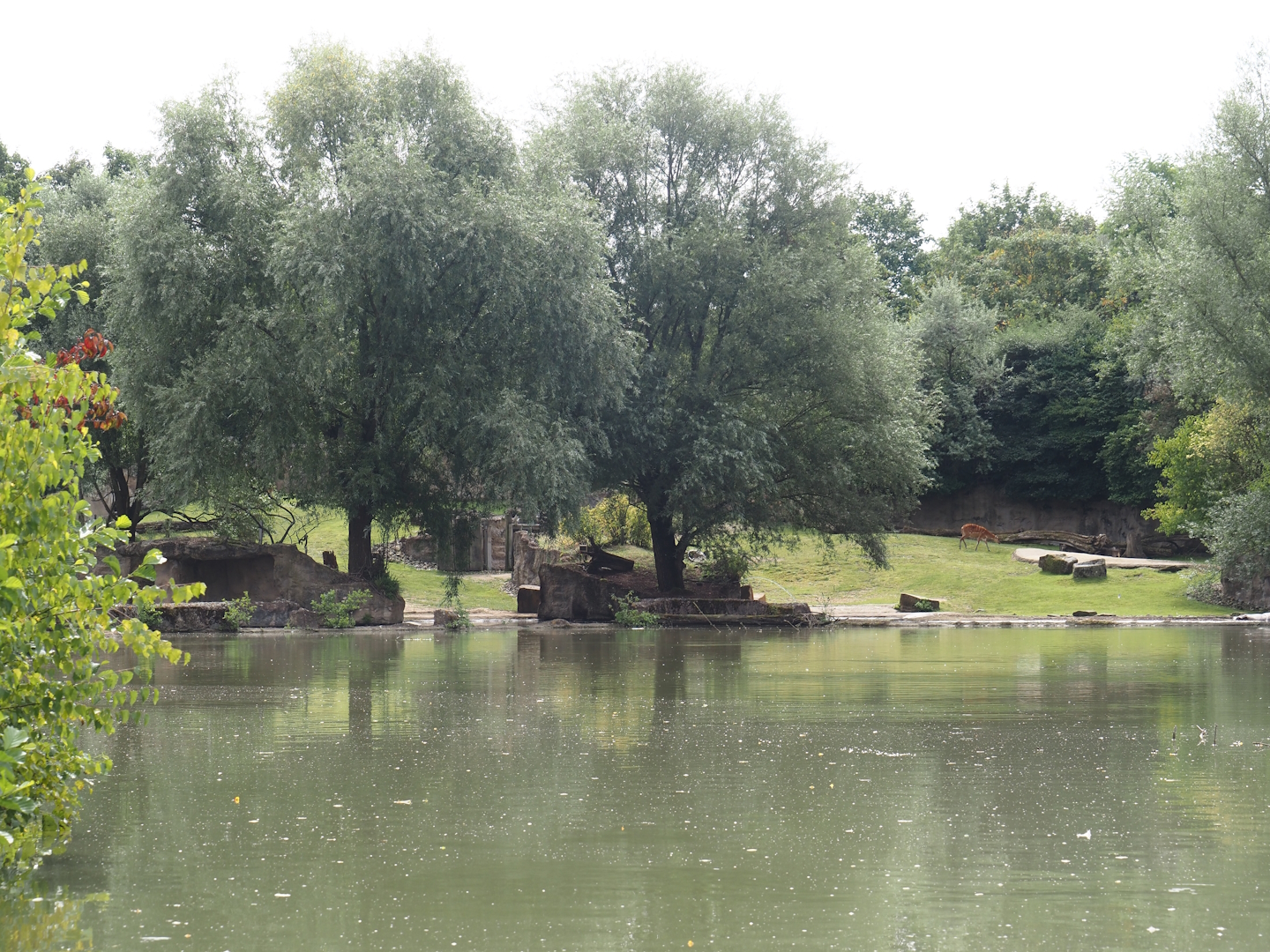 Boat Safari - Hippopotamus and Western sitatunga exhibit, 2024-08-05