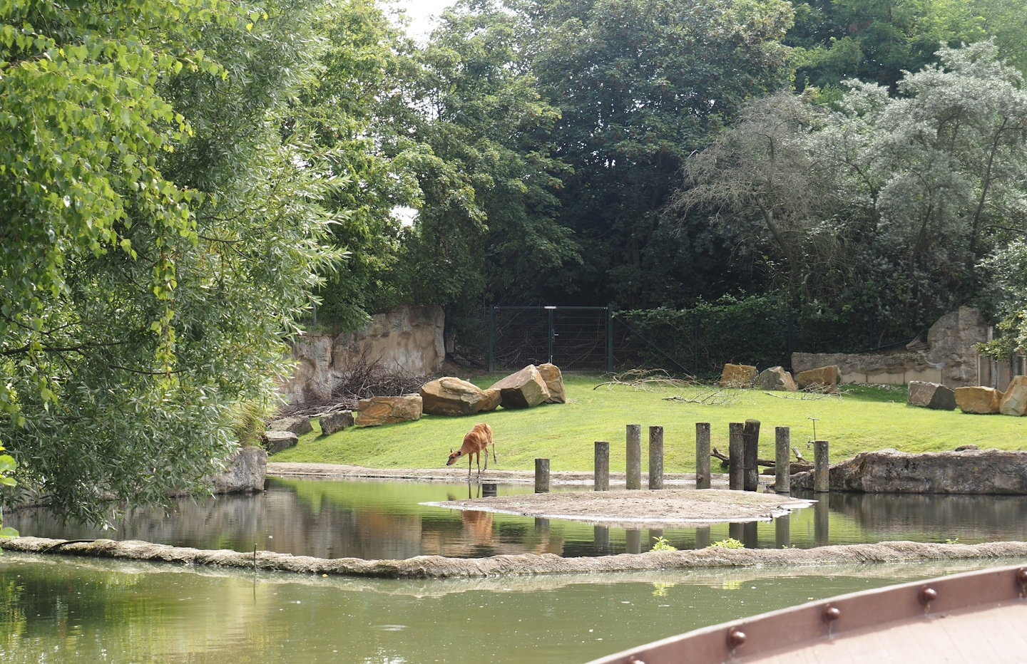 Boat Safari - Hippopotamus and Western sitatunga exhibit, 2024-08-05